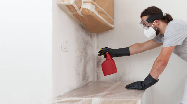 Professional Attic Mold Remediation technician working in Churchville, PA